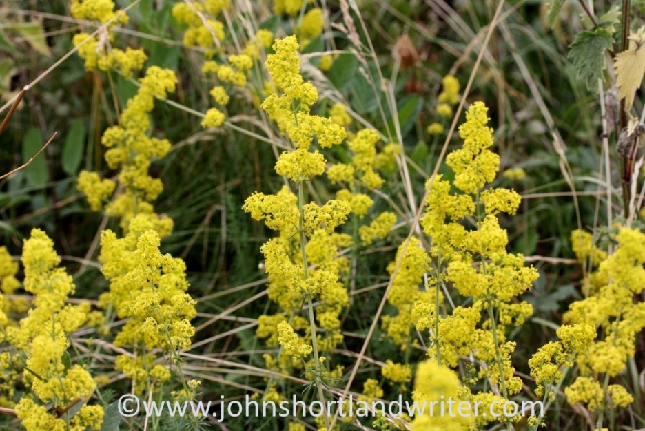 Ladies Bedstraw - sometimes confused with ragwort should not be disturbed