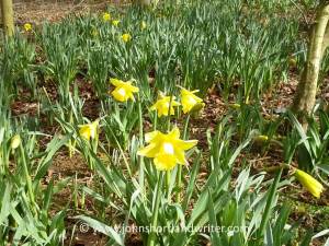 Daffodils (2)   copyright