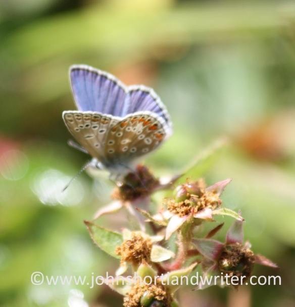 Common Blue Butterfly   copyright