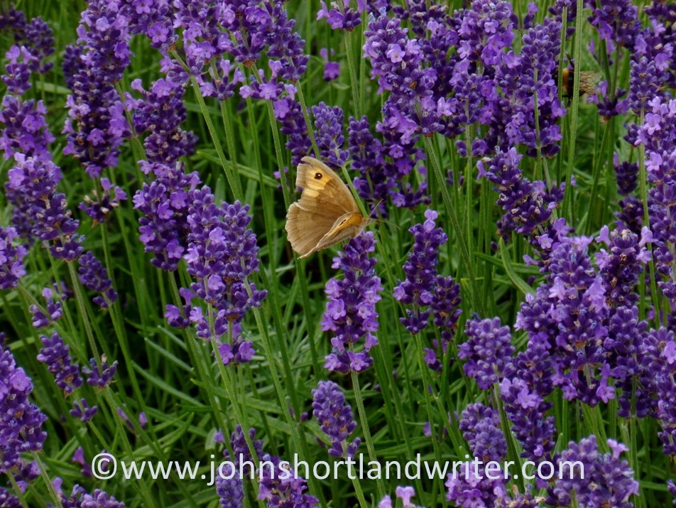 Meadow Brown Butterfly   copyright