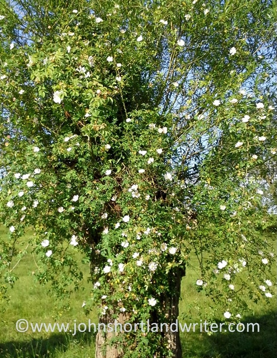 willow-and-wild-rose-copyright
